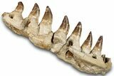 Mosasaur (Prognathodon) Jaw with Seven Teeth - Morocco #259676-5
